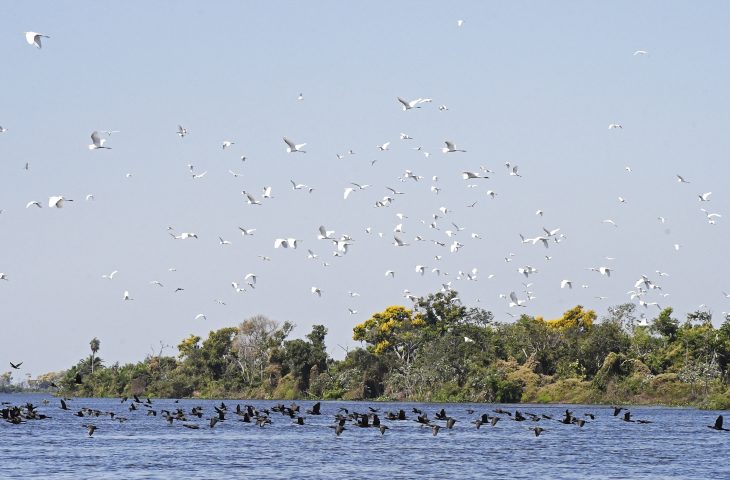 Governo de MS e Consulado Geral dos EUA se unem para proteção do Pantanal
