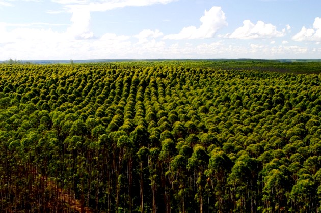 Pesquisa  avalia contribuição das florestas plantadas na redução das emissões de CO2