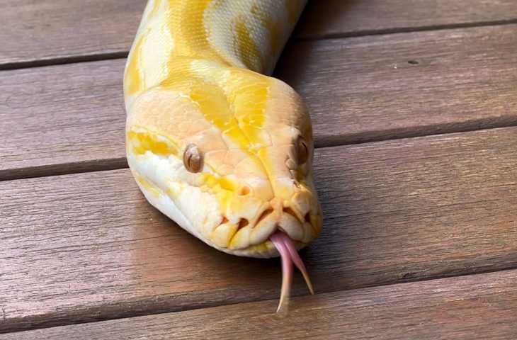 Cobra Píton albina que não pode retornar à natureza ganha nova chance no Bioparque Pantanal