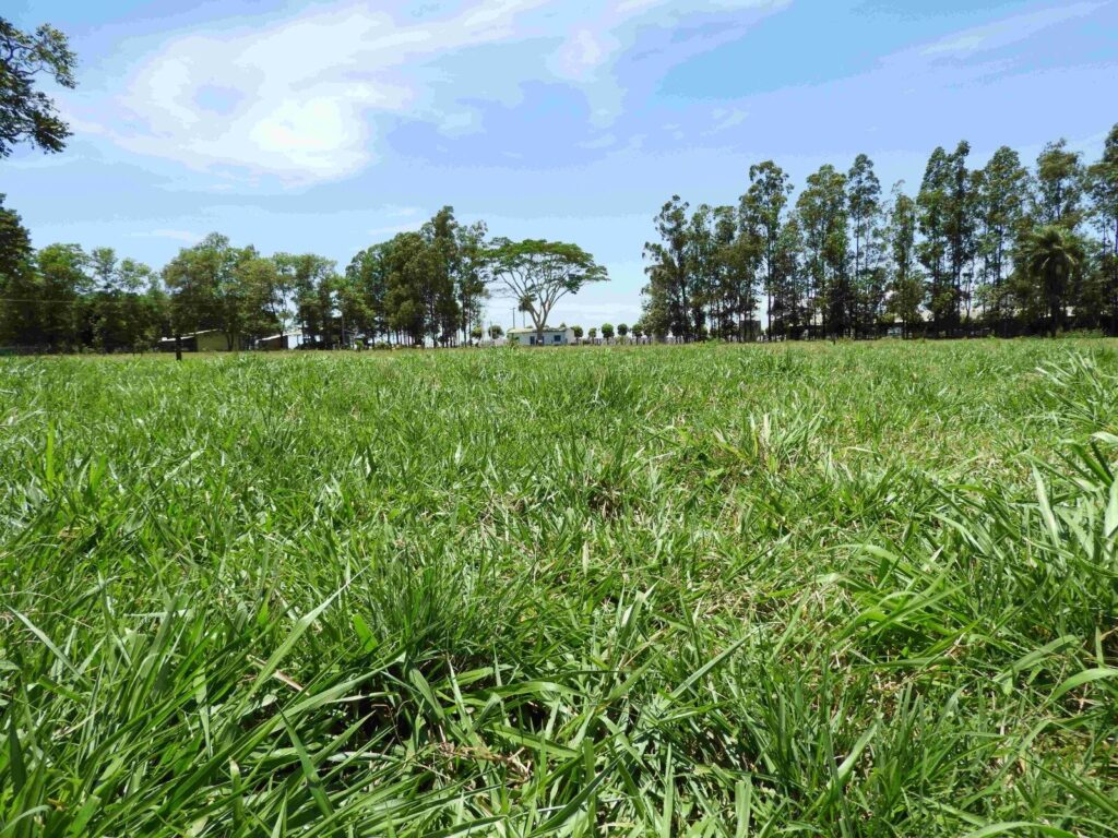 Embrapa apresenta sistema que recupera pastos degradados e contribui com a pecuária