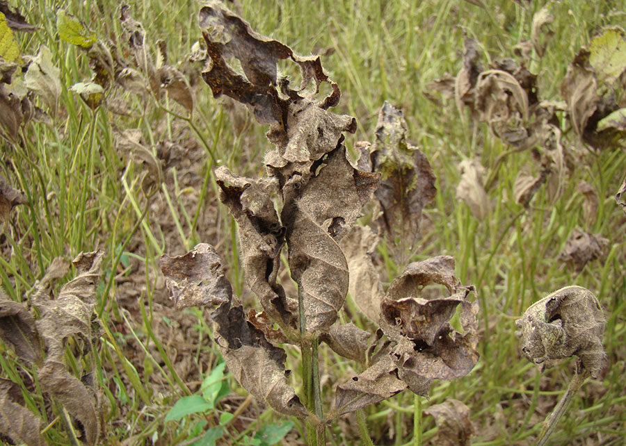 Ferramenta digital ajuda agricultores a controlar a ferrugem asiática da soja.