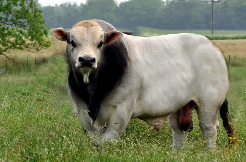 Cruzamento com Romagnola faz bezerros atingirem mais de 200 kg e impressiona pecuaristas