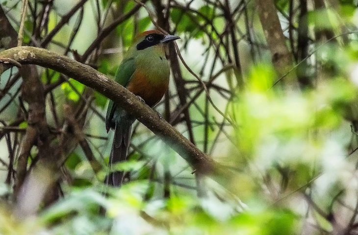 Juruva é instituída ave símbolo da Mata Atlântica em MS e fortalece agenda de conservação e aviturismo