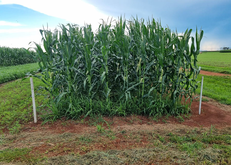 O uso de capins como a braquiária aumenta a produtividade da soja e melhora a saúde do solo