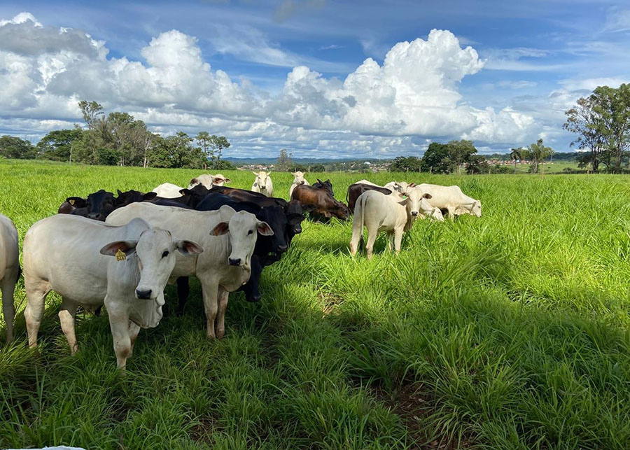 IA apoia o manejo de plantas específicas em sistemas integrados de trabalho e pecuária