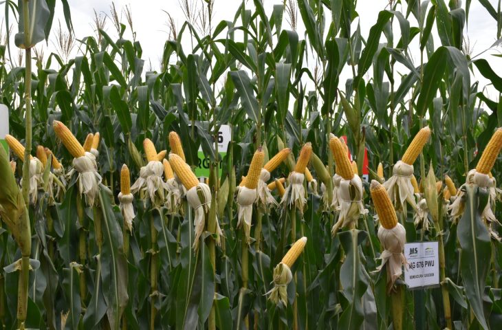 Irrigação é aposta para elevar produtividade do milho em tempos de chuvas irregularidades
