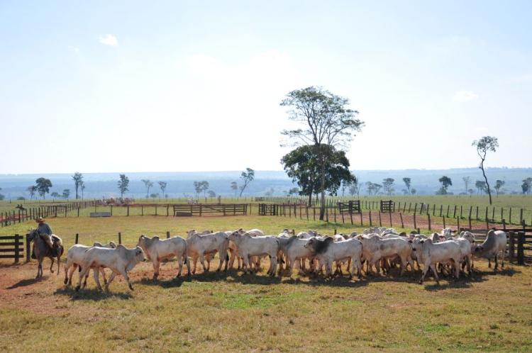 Período para pecuarista cadastrar rebanho está aberto