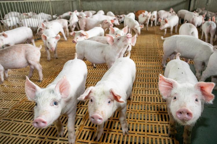 Suinocultura cresce em MS, com exportações em alta e ajuste no mercado interno