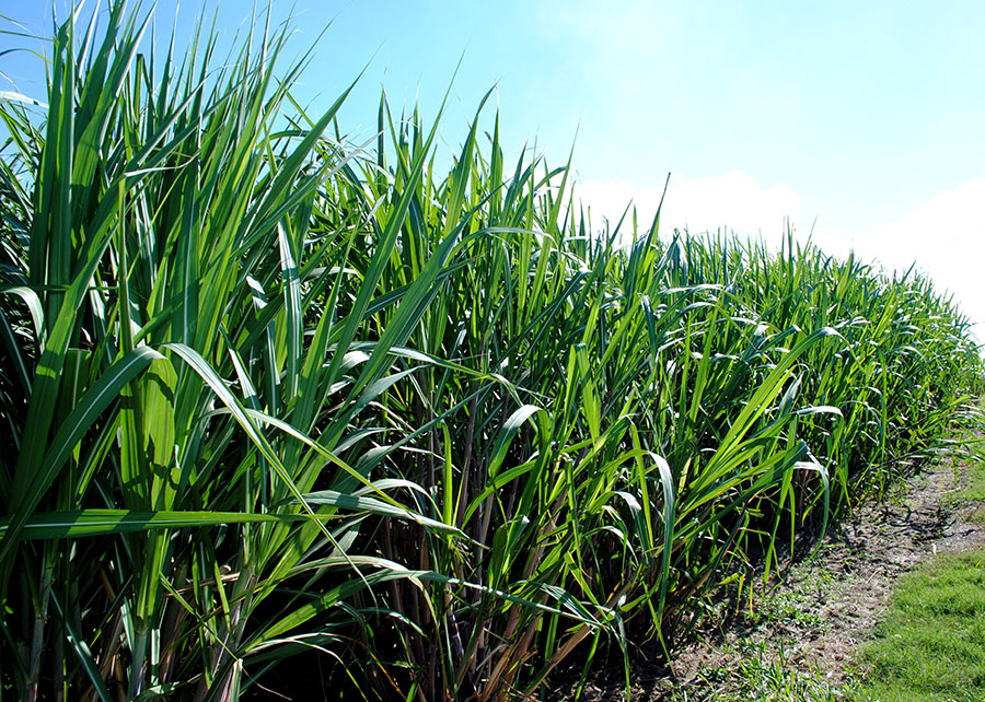 Modelo amplia em 116 vezes a estimativa do impacto de herbicidas sobre a água