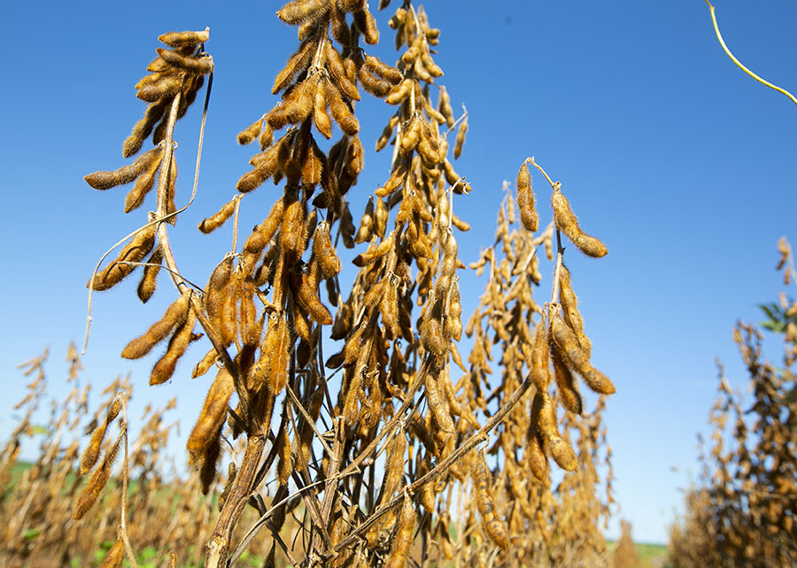 Análise genética identifica variedades de soja tolerantes a herbicidas sulfonilureias.
