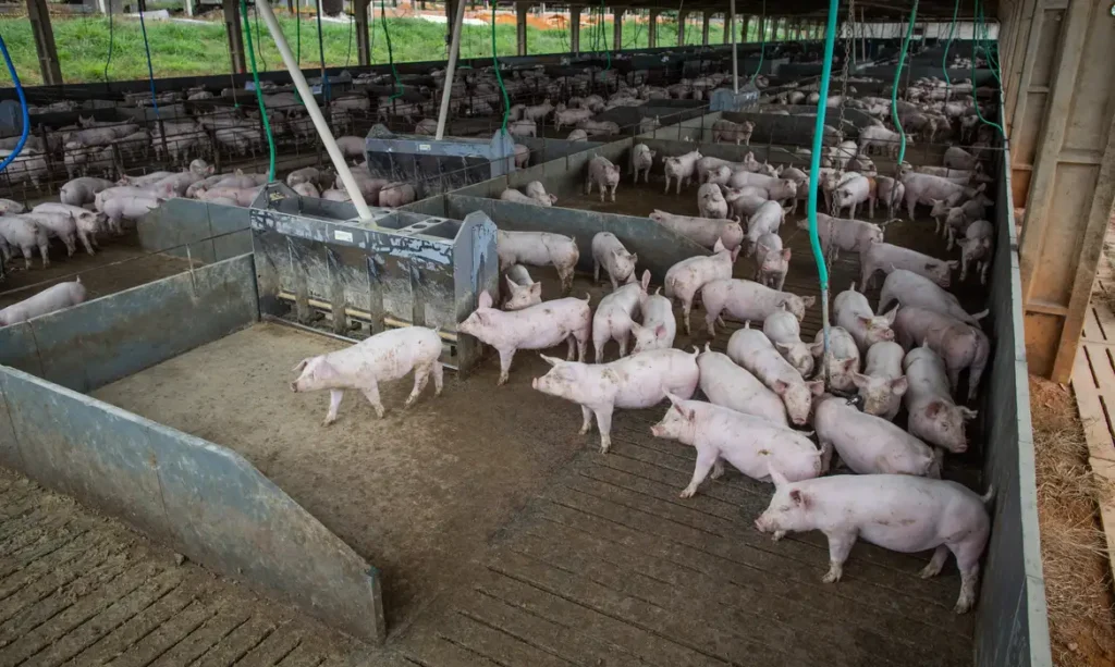 Suinocultura cresce e setor busca caminhos para atrair e reter profissionais