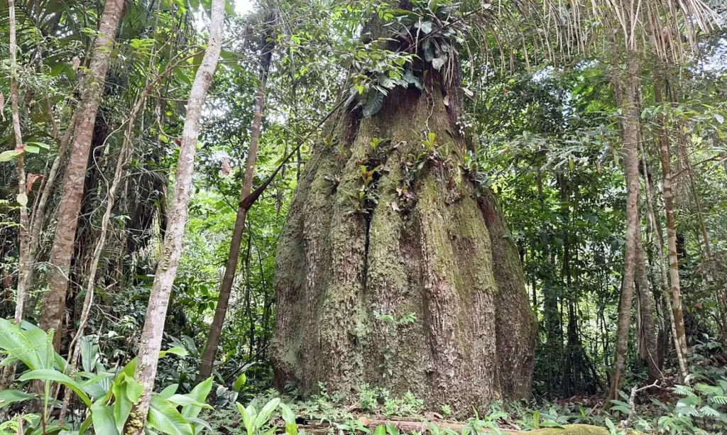 Congresso terá sete em cada 10 parlamentares contra a agenda ambiental – Amazônia ameaçada